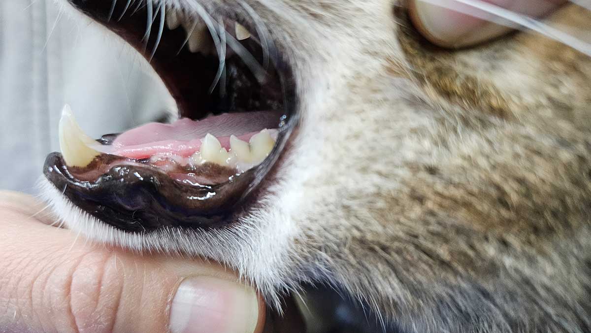 tierartzpraxis_poll_zahnmedizin Tierarzt Zahnkontrolle Katze