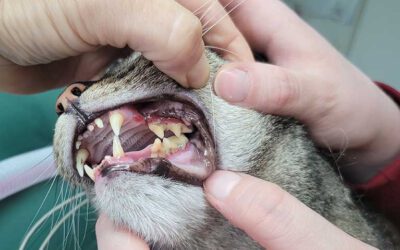 Häufige Zahnerkrankungen bei Hund und Katze