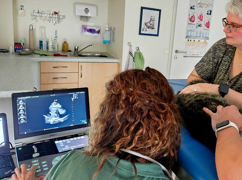 tierarztpraxis-poll-herzultraschall-katze Dr. Stalla beim Herzultraschall bei einer Katze