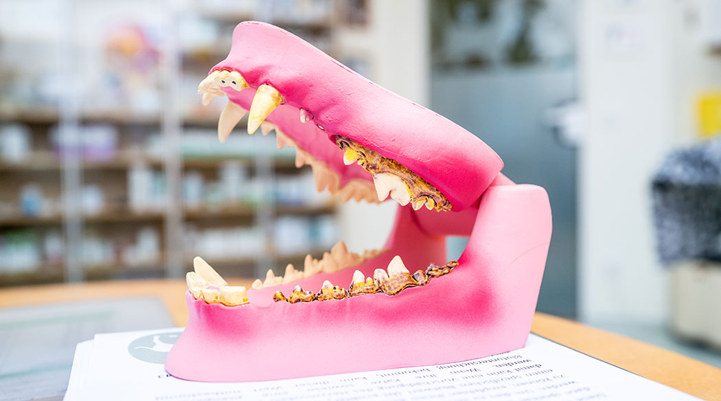 Gebiss Model Parodontitis