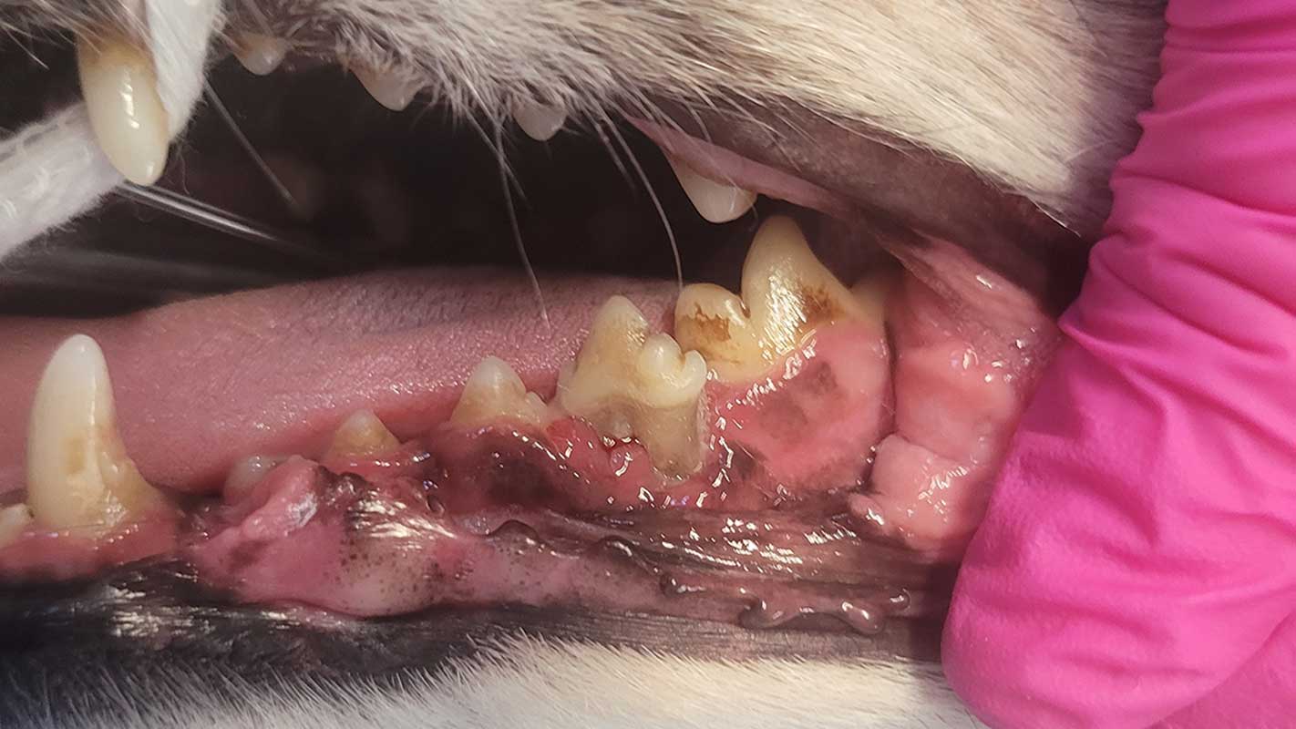 tierarztpraxis-poll-parodontitis Fortgeschrittene Parodontitis bei Katze