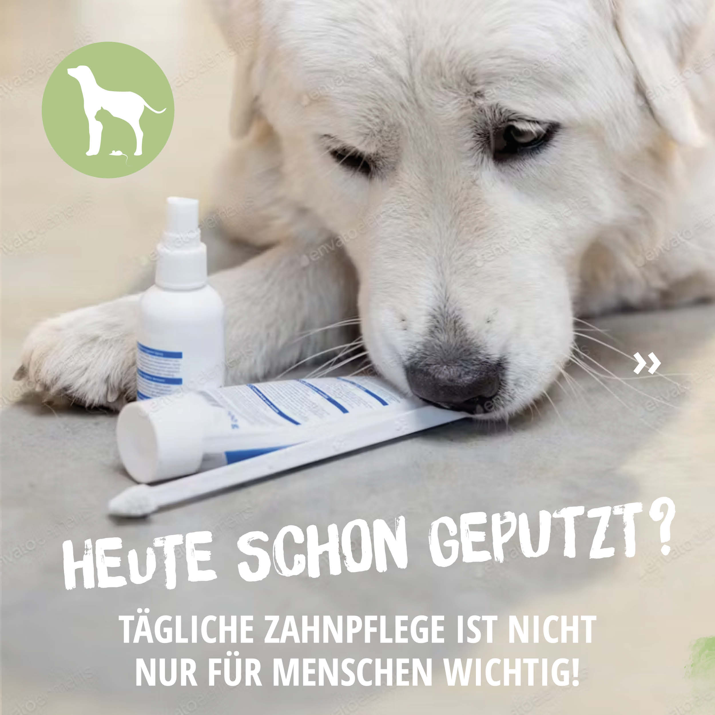 tierarztpraxis-poll-zaehneputzen Zähneputzen Hund