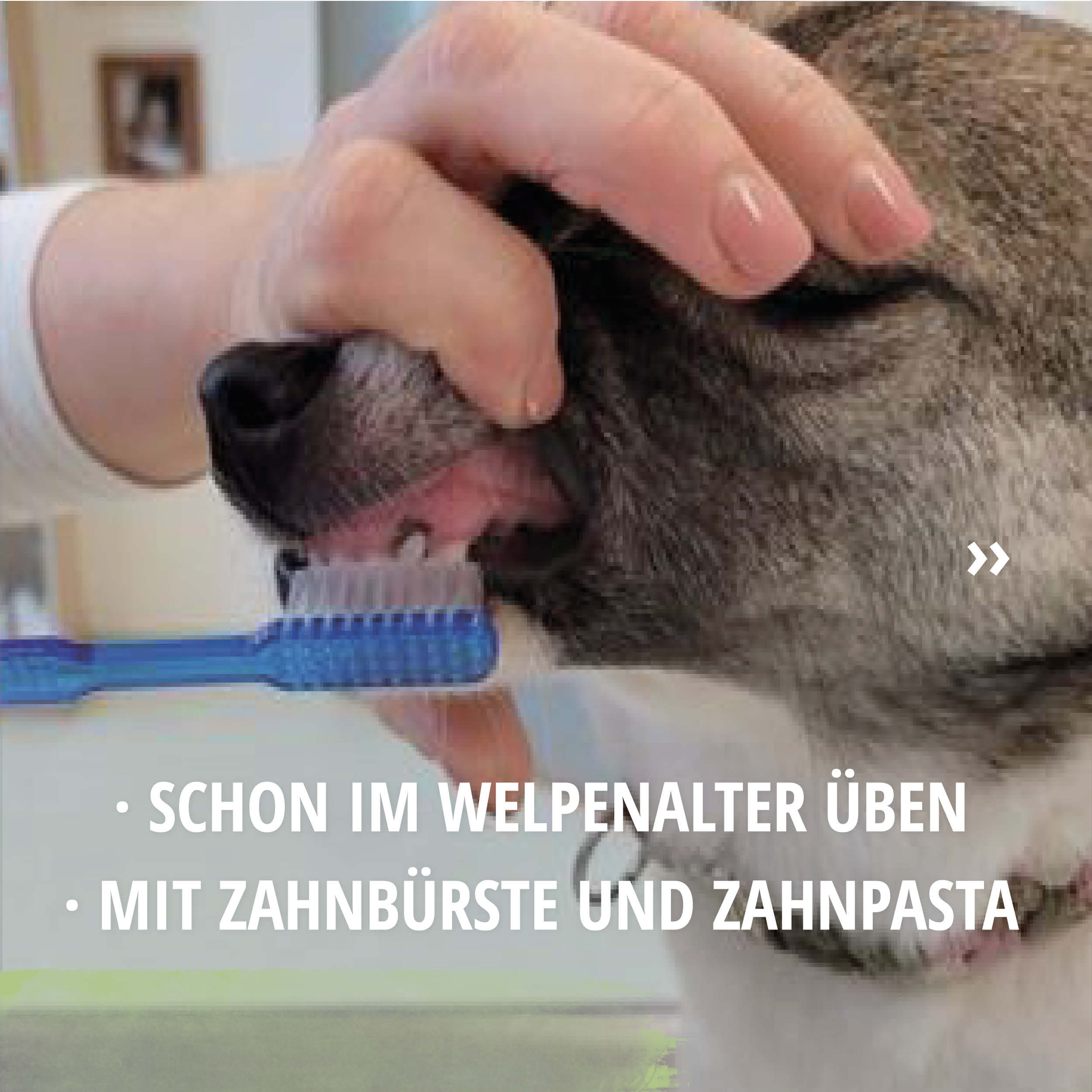 tierarztpraxis-poll-zaehneputzen2 Zähneputzen Hund mit Zahnbürste