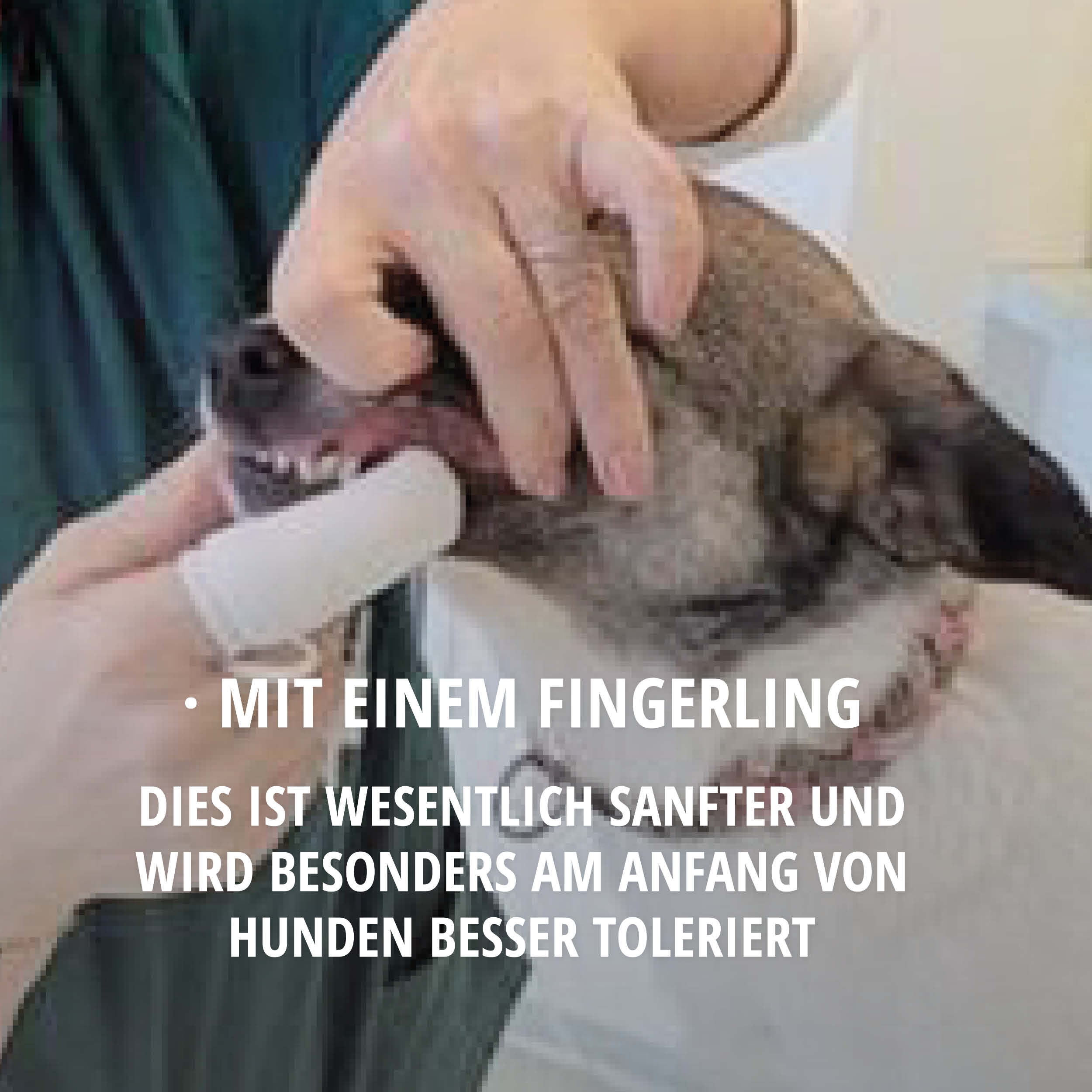 tierarztpraxis-poll-zaehneputzen3 Zähneputzen beim Hund mit Fingerling