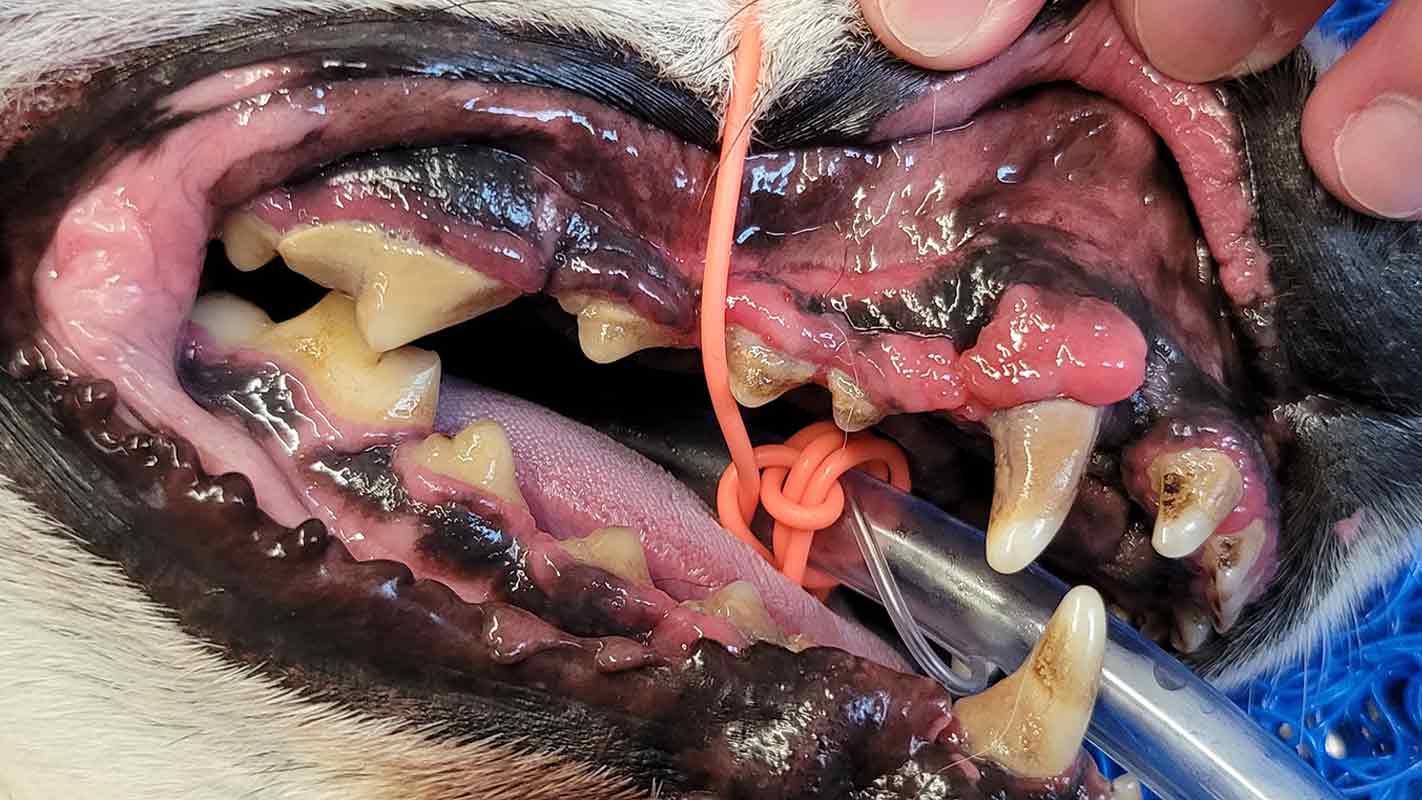 tierarztpraxis-poll-zahnstein Zahnstein und geschwollenes Zahnfleisch
